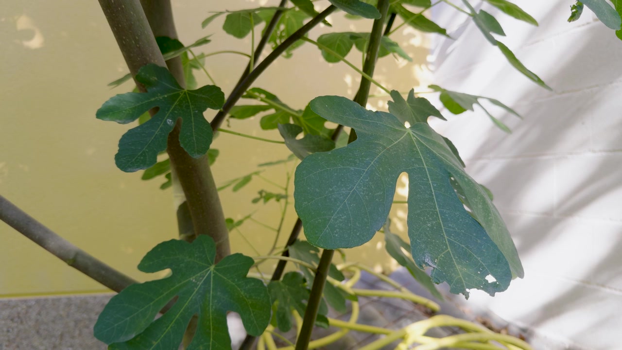 Green fig leaves grow from slender branches with lobed foliage illuminated by soft daylight