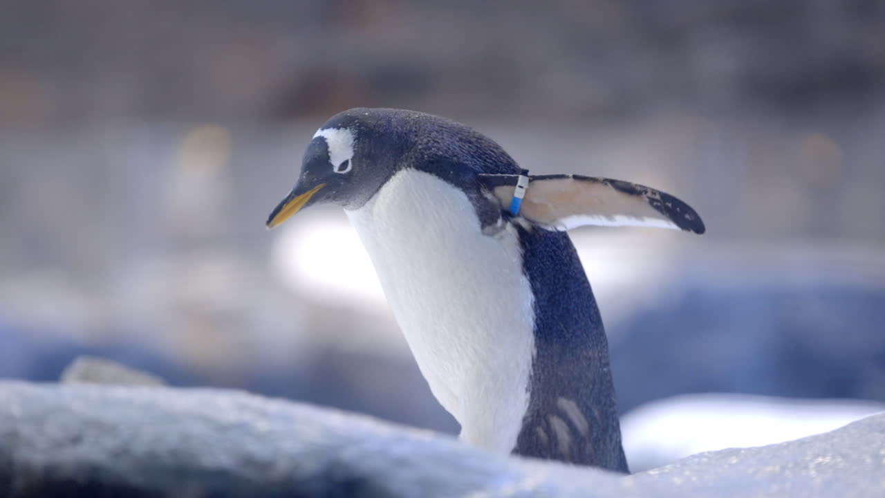 el pingüino gentoo en el paraíso de los pájaros en mandai, singapur
