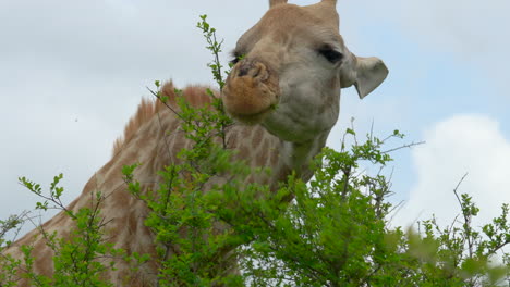 Südafrika-Kruger-Park-Nahaufnahme-Giraffe-Big-Five,-Die-Grün-Im-Baum-Frisst,-Weidet,-Regenzeit,-Gras-Fressen,-Frühling,-Sommer,-üppiges-Grün,-Johannesburg,-Südafrika,-Tierwelt,-Filmisch,-Bewegung-Folgen