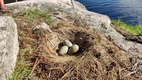 three green seagull eggs laying in nest at small rocky island in norwegian fjord - closeup moving backwards to reveal surroundings