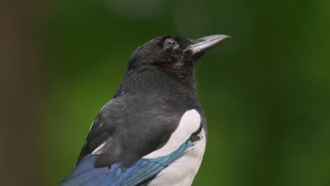 Curious-Eurasian-magpie-looking-around