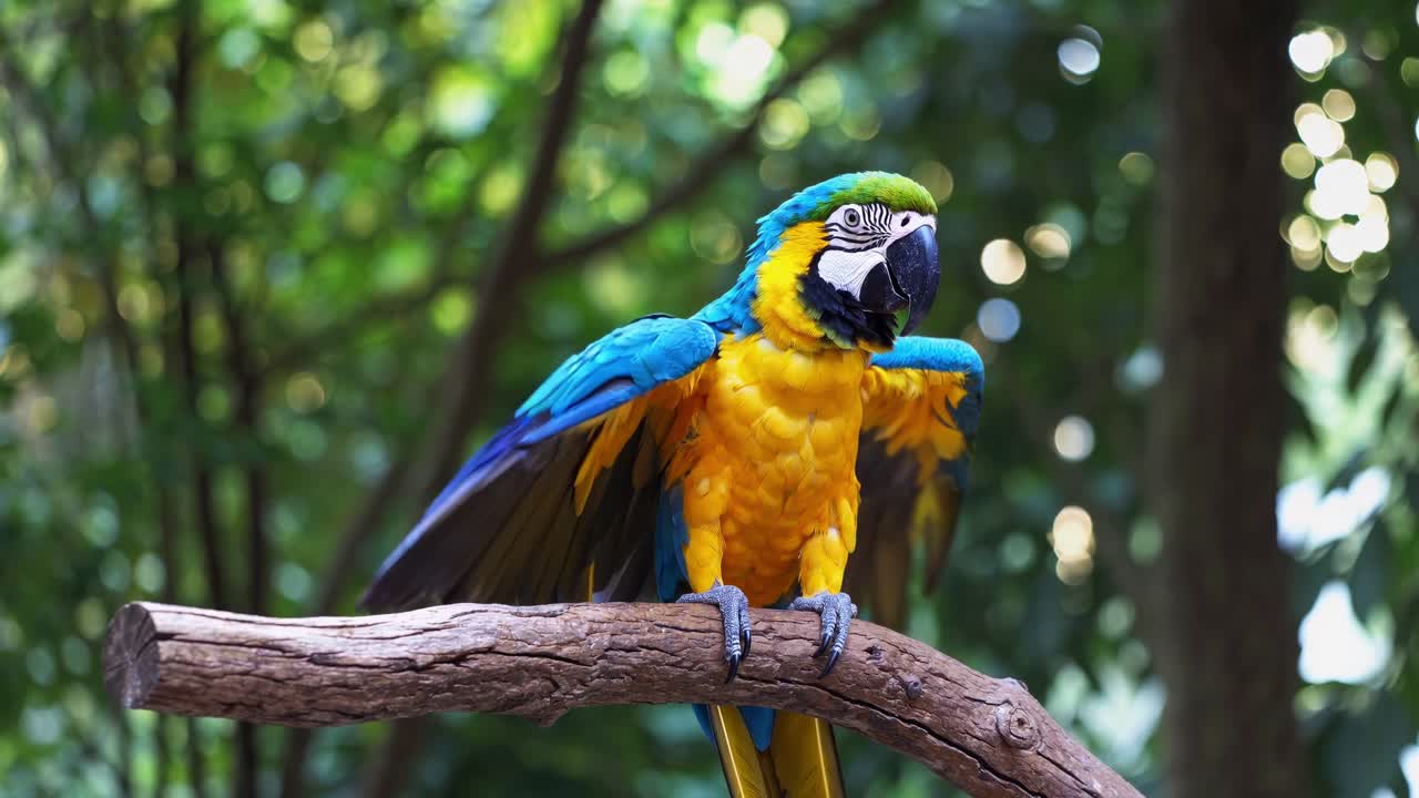 Colorful macaw transitions from resting to wing-spreading pose on branch, surrounded by lush greenery, highlighting vibrant feathers and natural habitat