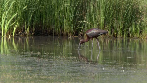 Russet-coloured-White-Faced-Ibis-bird-feeds-in-wetland-pond-near-shore