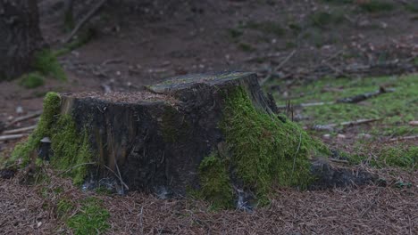 gran tocón de árbol parcialmente cubierto de musgo en el suelo del bosque