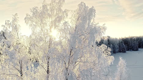 winter sun glistens through the branches of the trees in this alpine wonderland