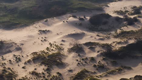 sand dunes glowing in evening sunlight in semi arid desert in the netherlands - aerial