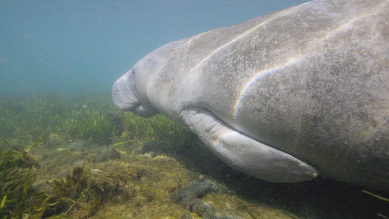 더 가까운 측면 프로파일 해조류 바닥을 따라 헤엄치는 마나티