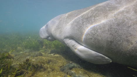 Closer-side-profile-manatee-swimming-along-seaweed-floor