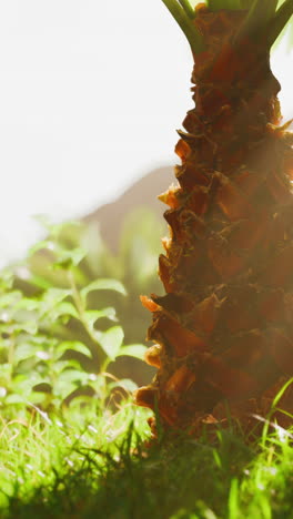 close up of a palm tree trunk with sunlight shining through the leaves