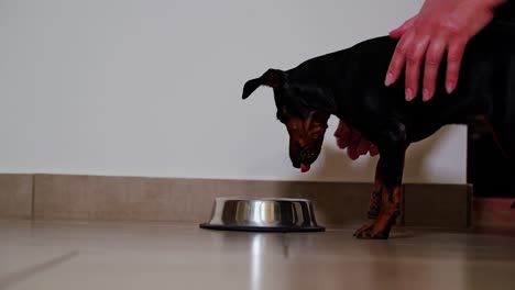 miniature pinscher puppy leans toward food bowl after owner sets it down gently