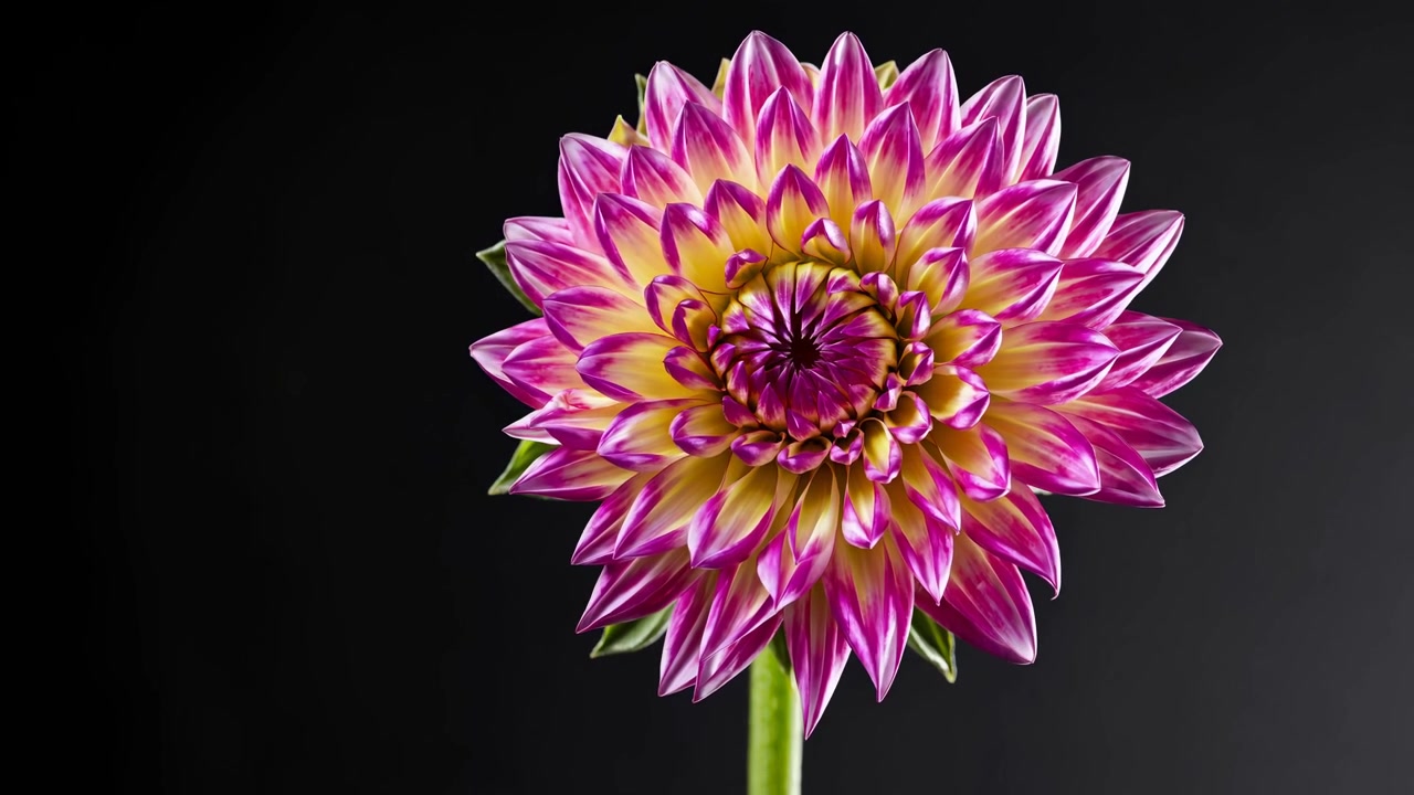 Time-lapse av en livfull rosa och gul dahlia som blommar