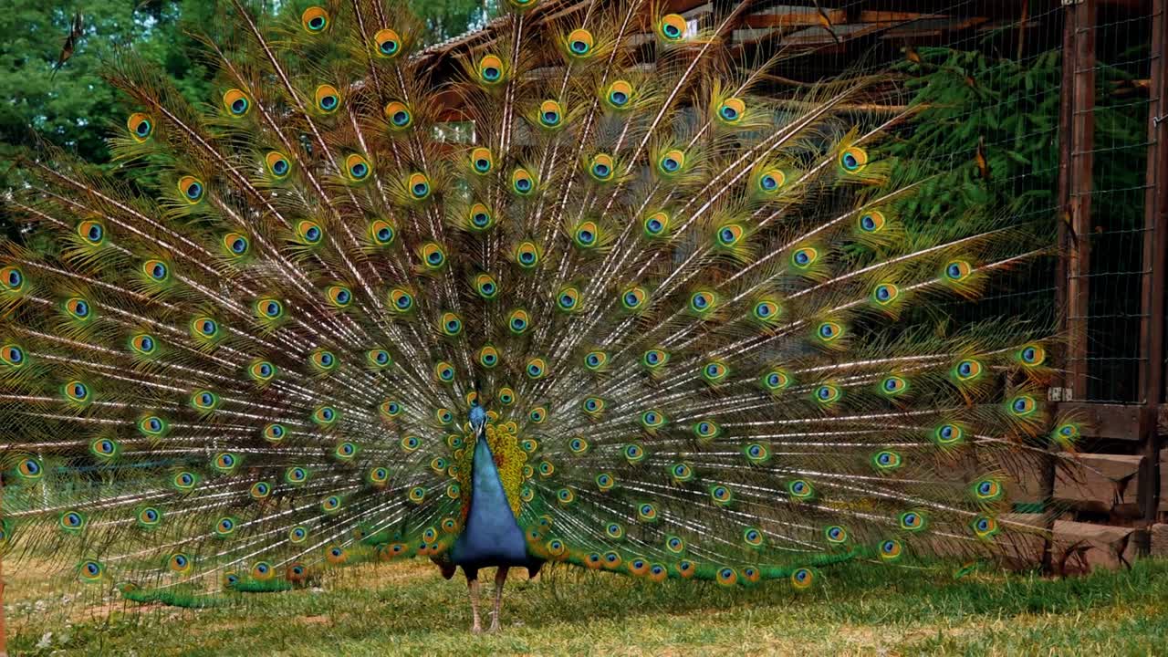 Close-up da cabeça de um pavão azul adulto.