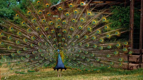 Primer-Plano-De-La-Cabeza-De-Un-Pavo-Real-Azul-Adulto