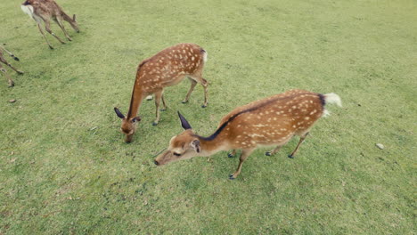 deer close-up in nature park – intimate shot of a deer grazing with a young fawn nearby, filmed in nara’s lush park setting