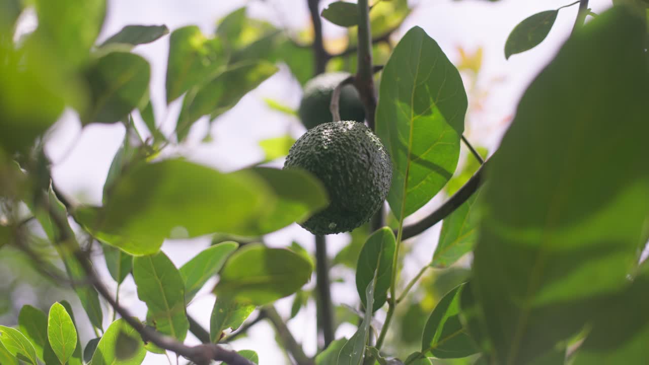 잎 사이 에 구름 이 많은 날 에 나무 아래 에서 아보카도 의 느린 동작 촬영