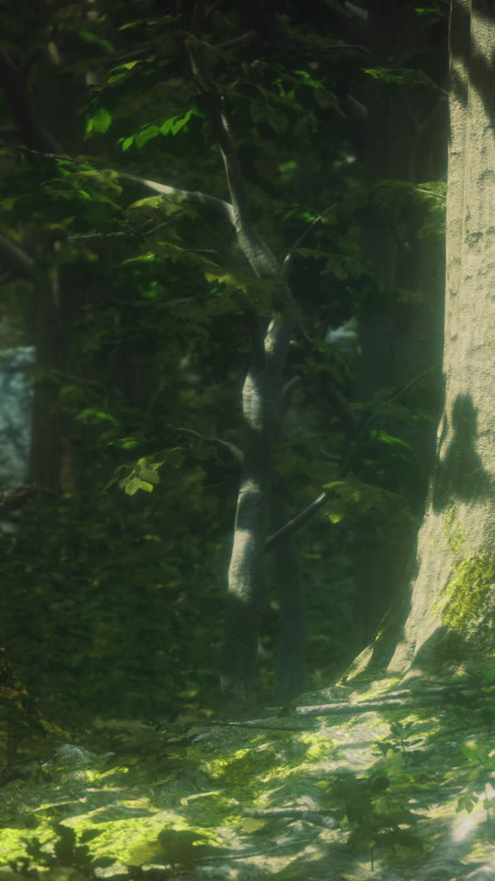 Sunlight filters through lush trees in a serene forest landscape