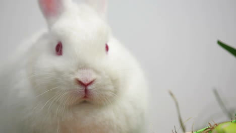 white bunny rabbit on white background