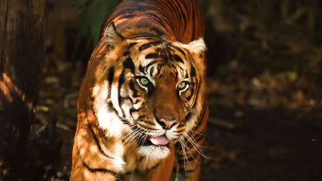 tiger strolling through forested zoo enclosure