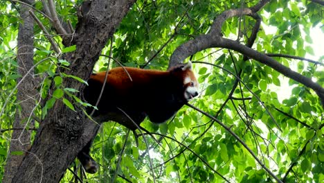 adorable red panda perched on tree branch