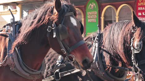 carriage ride through historic ballarat, victoria, australia