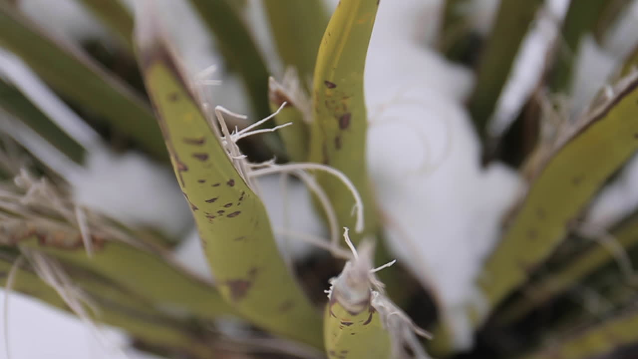 planta cubierta de nieve