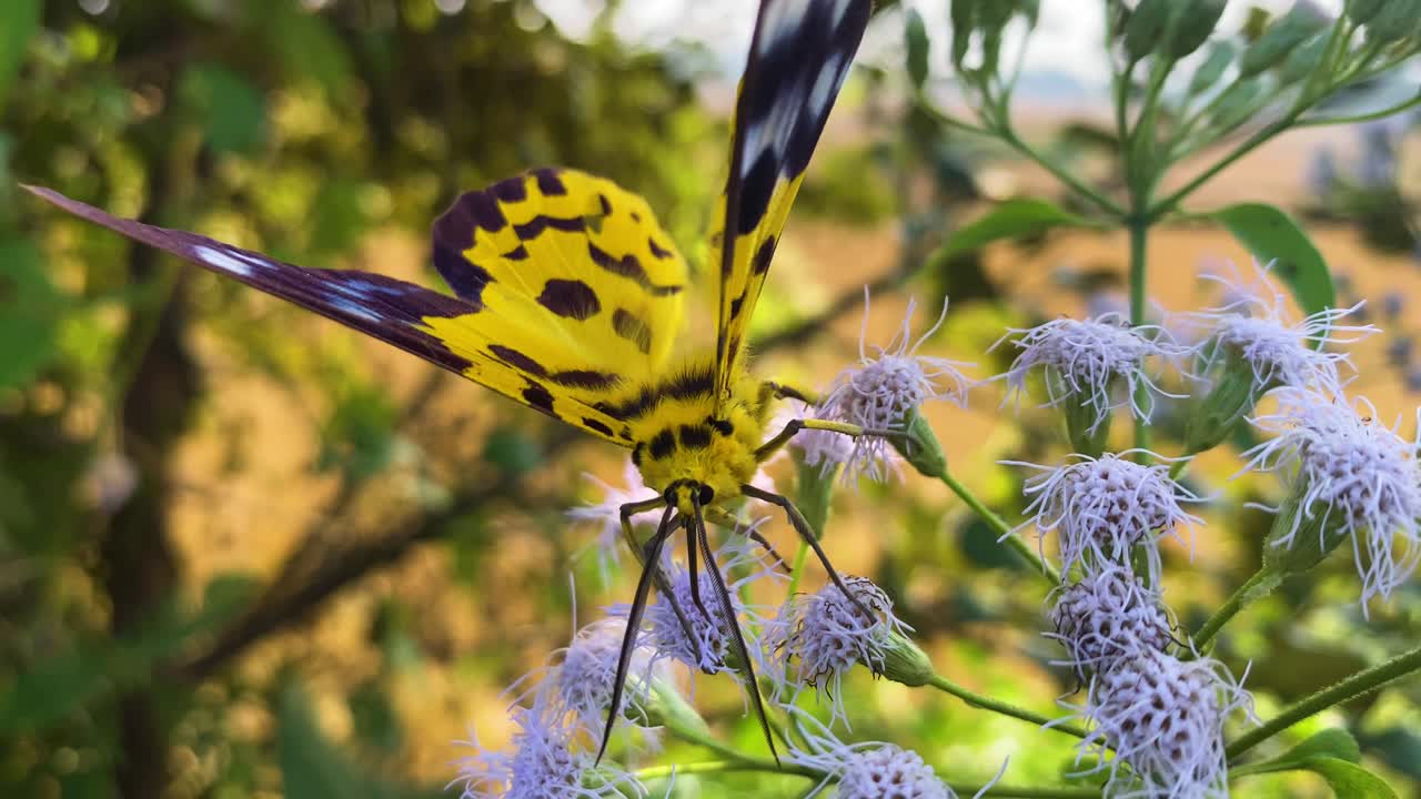 Ripresa ravvicinata di una falena tigre falsa in un giardino fiorito nel Bangladesh rurale