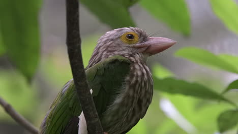 lineated barbet close up portrait