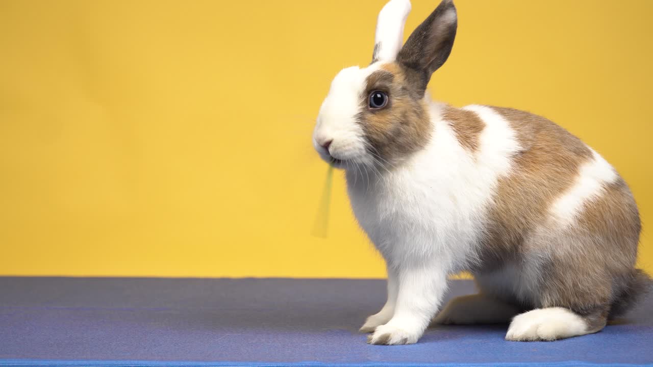 Portrait of adorable white and brown rabbit cutely eating parsley on yellow background