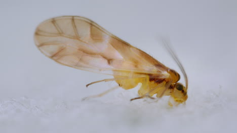 booklouse, psocoptera on white background - macro shot