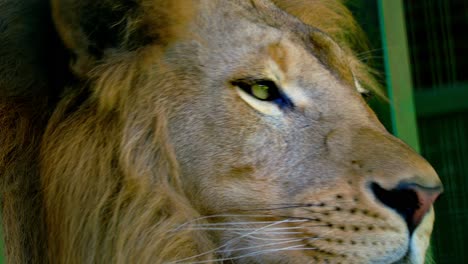 retrato en primer plano de un joven león macho bostezando en el zoológico de uganda, áfrica.