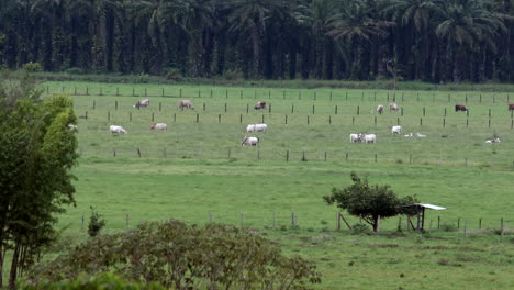 Colombia-Eastern-Plains---Llanos-Orientales-5