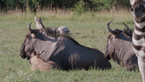 Wildebeest-And-Zebra-Lying-Down-On-The-Grassland-In-Botswana-On-A-Hot-Sunny-Day---Medium-Shot