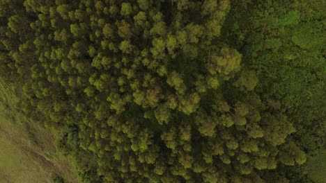 vista aérea de árboles en el bosque en asturias