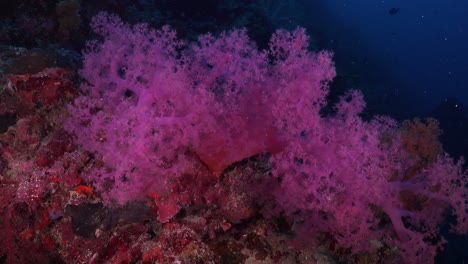 coral blando rosa sobre roca de coral en el arrecife de coral tropical en filipinas