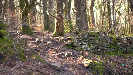 Un-Viejo-Muro-De-Piedra-En-Un-Bosque-Tranquilo