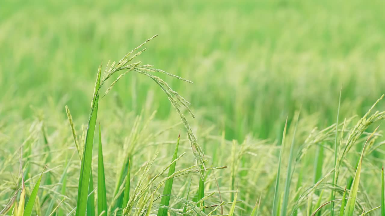 아시아 의  농장 의 세부 사항