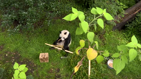 vista abierta de la jaula del panda gigante
