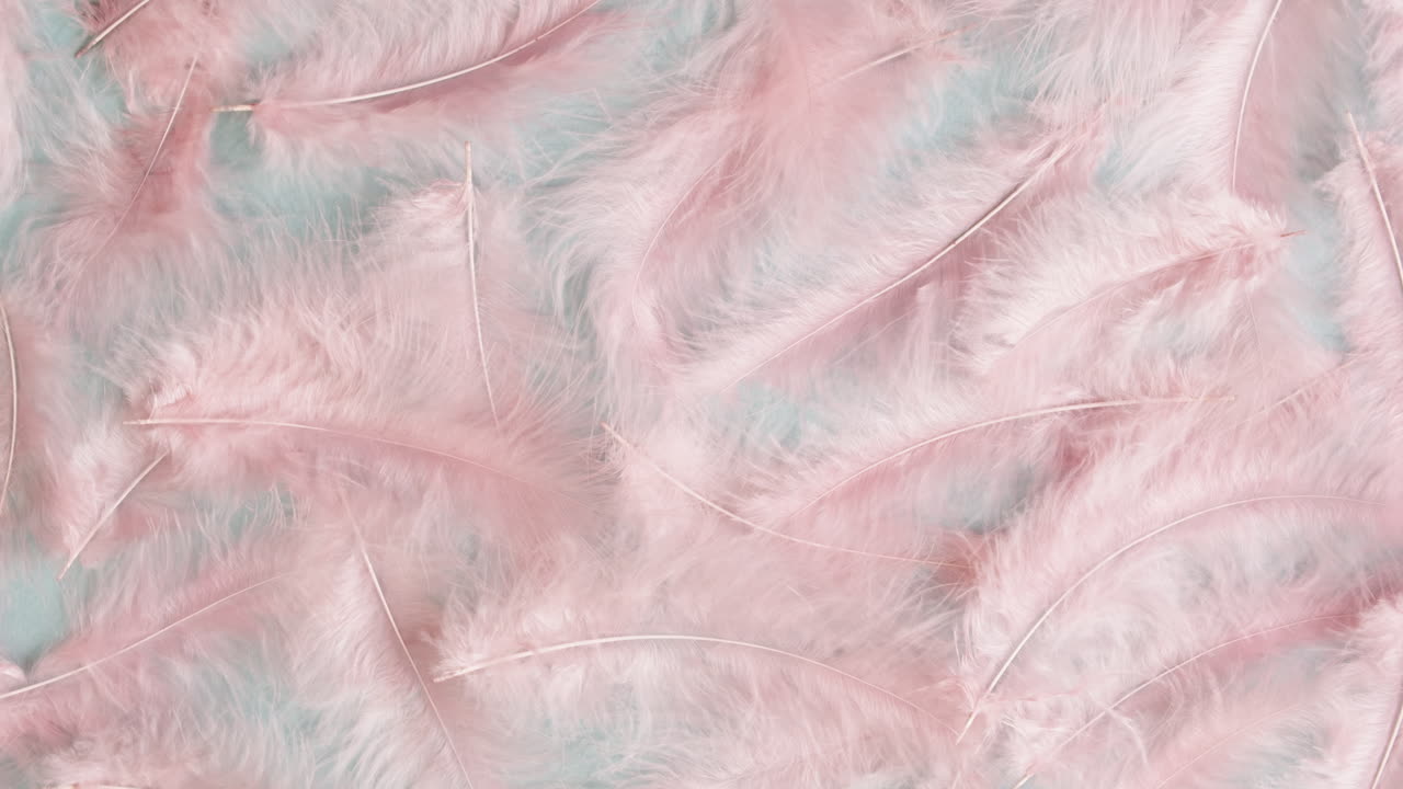 Pink Feathers on a Pastel Teal Background