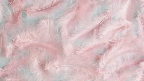 pink feathers on a pastel teal background