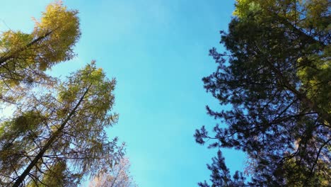 Vista-Aérea-De-Un-Camino-Rural-Con-Un-Coche-Negro-En-Un-Bosque-Otoñal-Amarillo-Y-Naranja