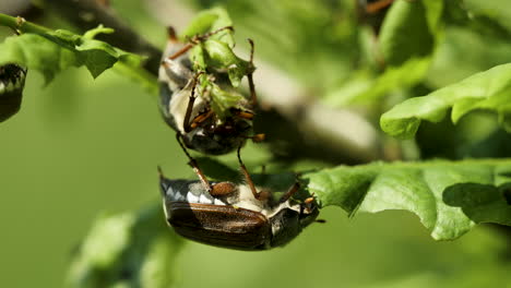 may beetles eating oak leaves on spring - macro shot