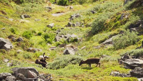 Die-Szene-Mit-Zwei-Hirschen,-Die-Auf-Gras-Auf-Dem-Lonketind-Pfad-Auf-Der-Insel-Senja-Im-Norden-Norwegens-Fressen-–-Statische-Aufnahme