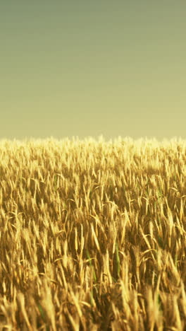 golden wheat field at sunset