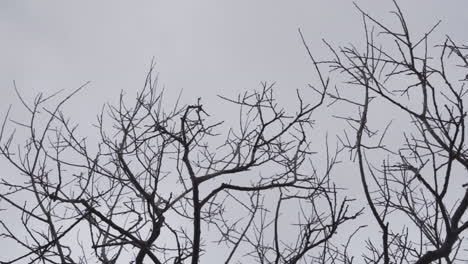 haunted creepy trees moving with wind at lofoten norway