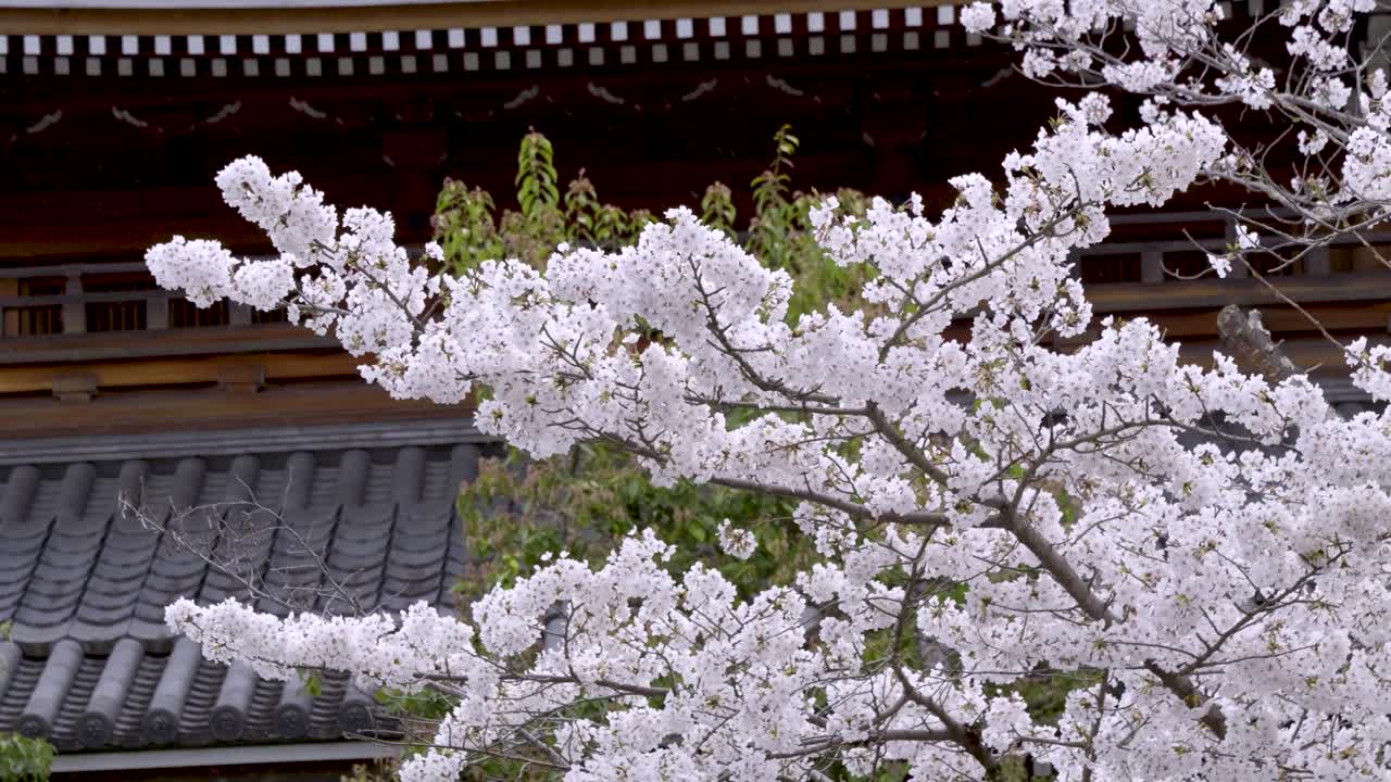 Beautiful Sakura cherry blossom in full bloom at Japanese buddhist temple