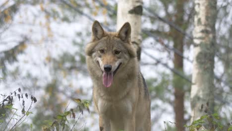 Mittlere-Aufnahme-Des-Eurasischen-Skandinavischen-Grauwolfs-Aus-Der-Tiefwinkelansicht,-Der-Sich-Umschaut-Und-In-Den-Wald-Rennt