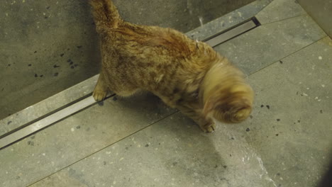 un gato en una ducha de baño