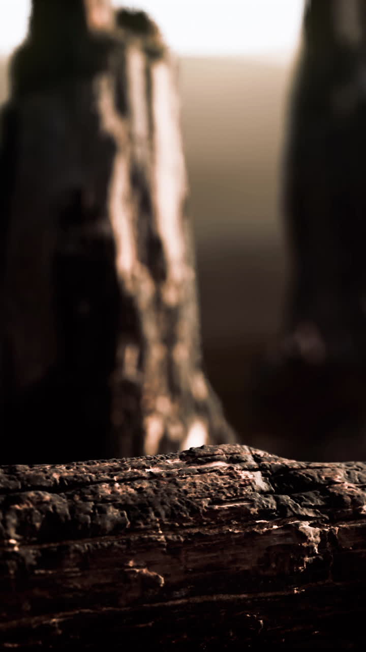 primer plano de un tronco de madera carbonizado