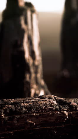 close-up of charred wood log