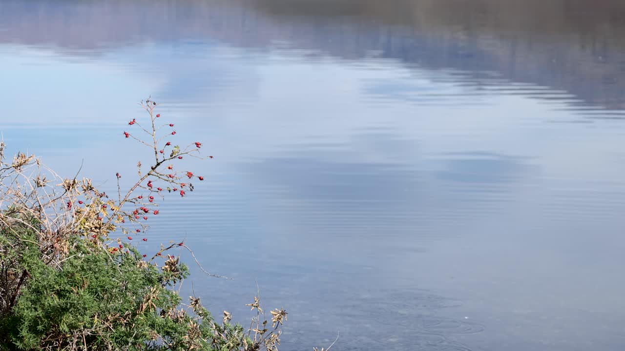 Calm waters of Lake Tekapo with gentle ripples, surrounded by lush greenery and berries under soft daylight